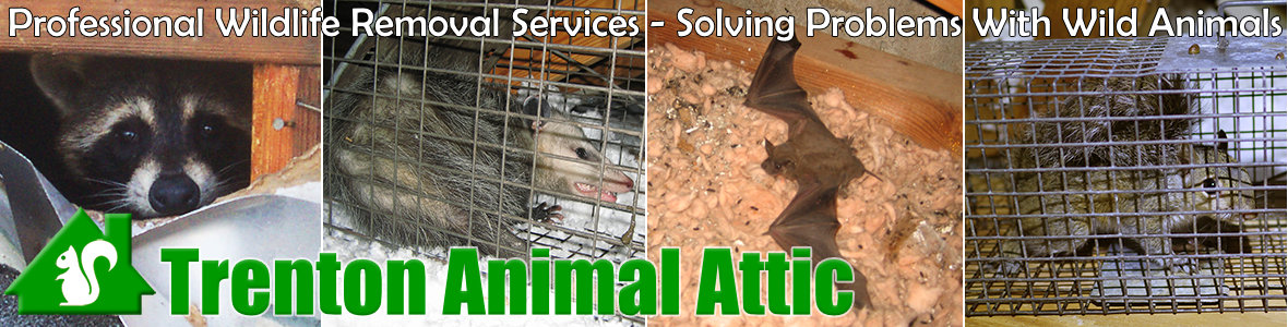Trenton Animal Attic